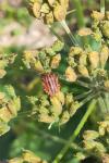 Graphosoma italicum