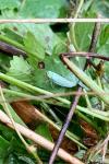 Cicadella viridis