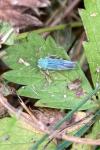 Cicadella viridis