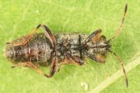 Heterogaster artemisiae