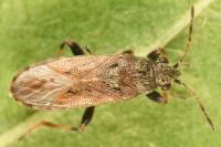 Heterogaster artemisiae