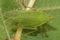 Dictyophara europaea