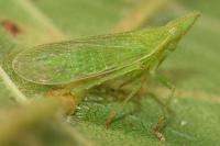 Dictyophara europaea