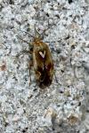 Lygus pratensis
