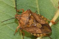 Carpocoris purpureipennis