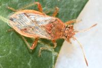 Rhopalus parumpunctatus