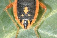 Rhopalus parumpunctatus