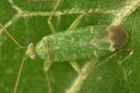 Orthotylus flavosparsus