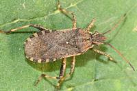 Ceraleptus gracilicornis