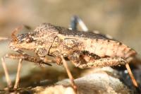 Ceraleptus gracilicornis