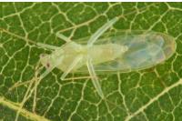 Malacocoris chlorizans