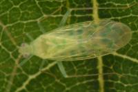 Malacocoris chlorizans