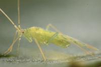 Malacocoris chlorizans