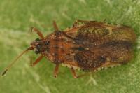 Physatocheila dumetorum