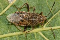 Stictopleurus punctatonervosus