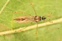 Gampsocoris punctipes