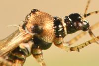 Gampsocoris punctipes