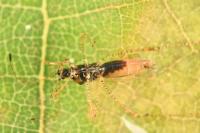 Gampsocoris punctipes