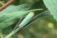 Cicadella viridis