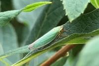 Cicadella viridis