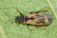 Ischnodemus sabuleti