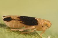 Anakelisia fasciata