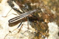 Micrelytra fossularum