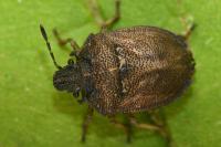 Podops inunctus