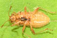 Rhopalus parumpunctatus