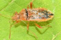 Rhopalus parumpunctatus