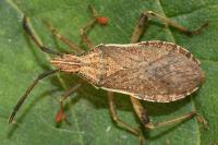 Ceraleptus lividus