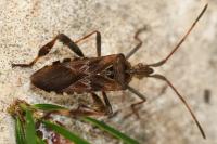 Leptoglossus occidentalis