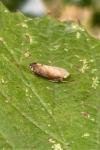 Fieberiella florii