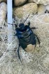 Cydnus aterrimus
