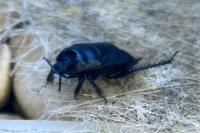Cydnus aterrimus