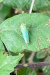 Cicadella viridis