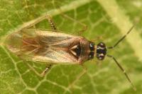 Dicyphus globulifer