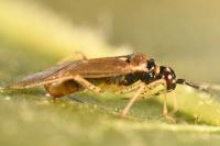 Dicyphus globulifer