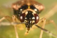 Dicyphus globulifer