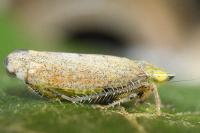 Fieberiella florii