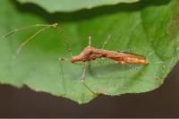 Metatropis rufescens