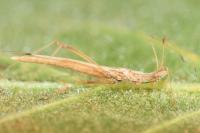 Berytinus hirticornis