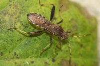 Camptopus lateralis