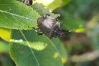 Halyomorpha halys