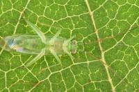 Brachynotocoris puncticornis