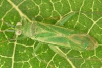 Brachynotocoris puncticornis
