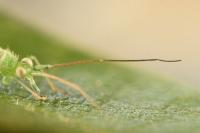 Brachynotocoris puncticornis