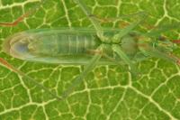 Trigonotylus caelestialium