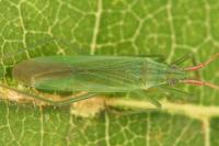 Trigonotylus caelestialium