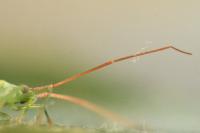 Trigonotylus caelestialium